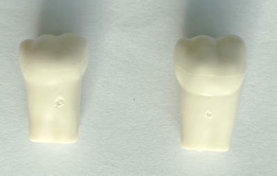 Permanent teeth For SF Study Model